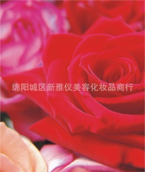 绵阳城区新雅仪美容化妆品商行 玫瑰果油精油药油批发代理专家